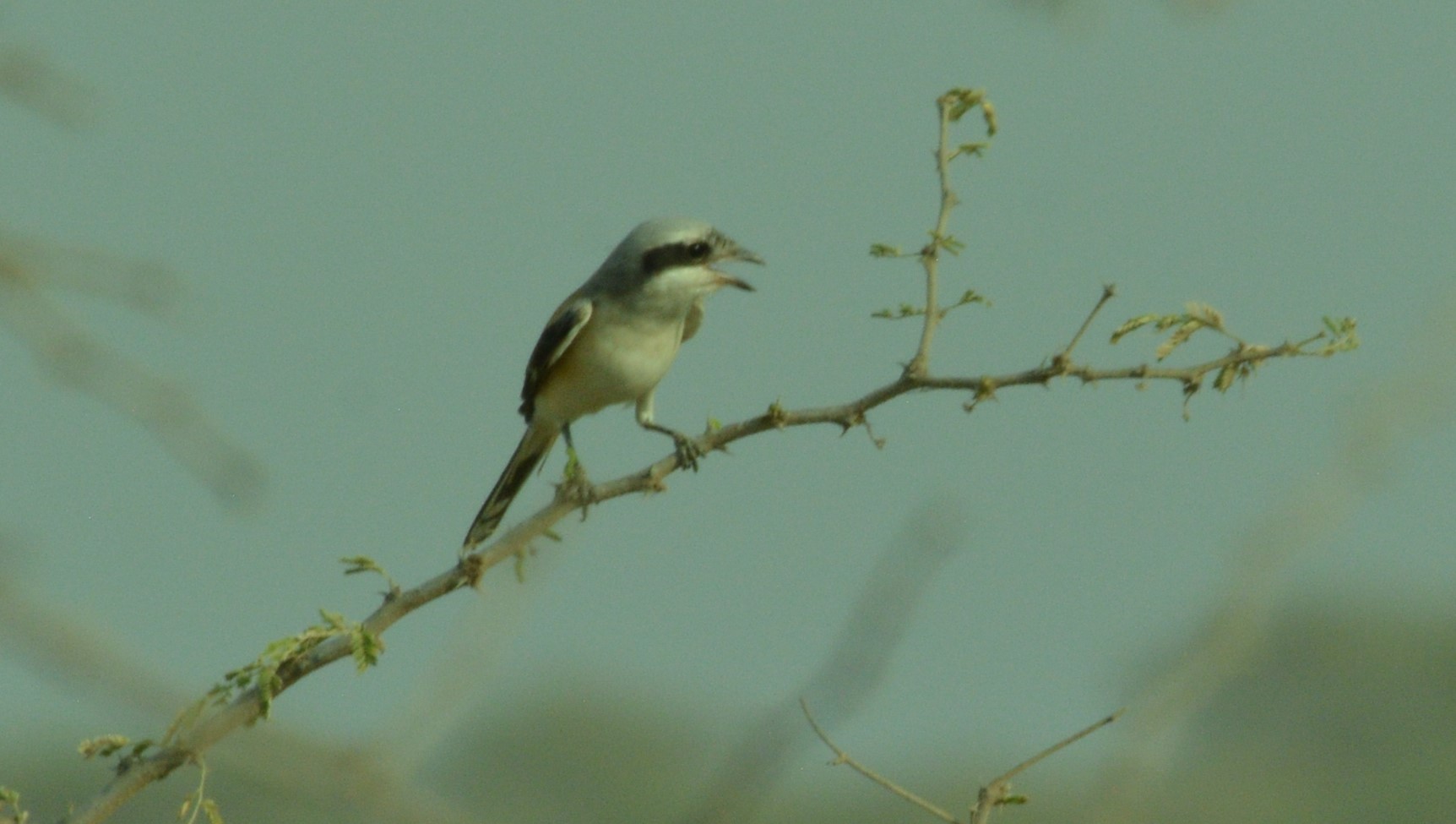 Southern Grey Shrike